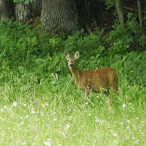 Slovenia Wildlife