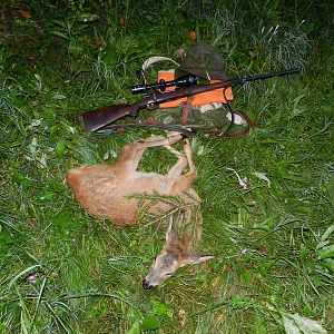 Roe Deer Hunting Slovenia