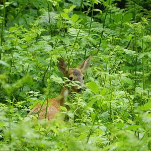 Wildlife Roe Deer Slovenia