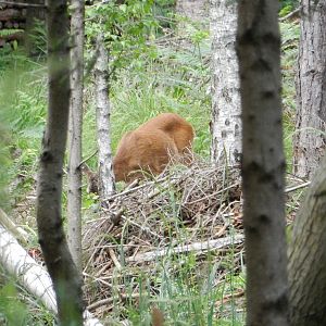 Slovenia Wildlife