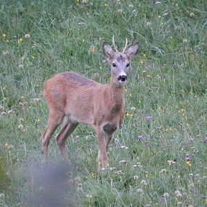 Wildlife Roe Deer Slovenia