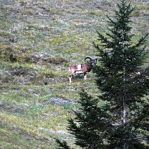 Mouflon Slovenia Wildlife