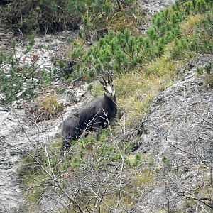 Chamois Slovenia Wildlife