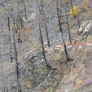 Rocky Mountain Bighorn Sheep