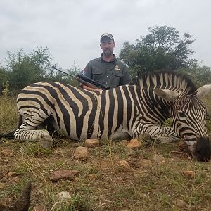 Hunt Zebra in South Africa