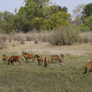 Sable Zambia Wildlife