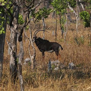 Zambia Wildlife Sable Antelope