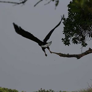Zambia Wildlife Fish Eagle