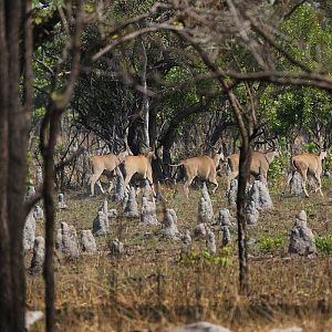 Wildlife Eland Zambia