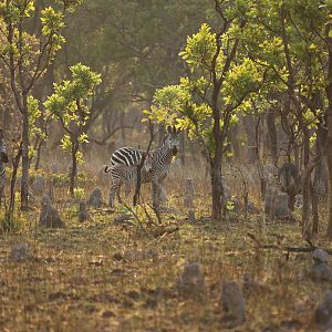 Zambia Wildlife Zebra