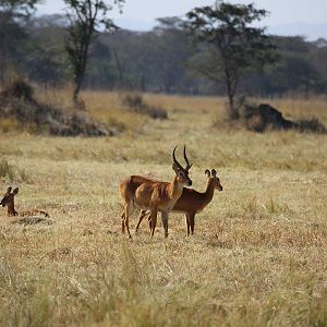 Wildlife Kob Zambia