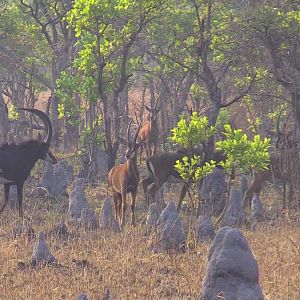 Zambia Wildlife Sable Antelope
