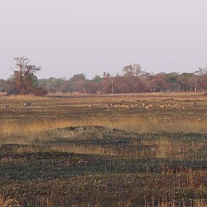 Zambia Wildlife