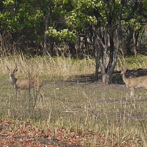 Reedbuck Zambia Wildlife