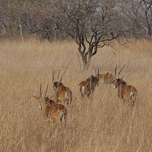 Sable Zambia Wildlife