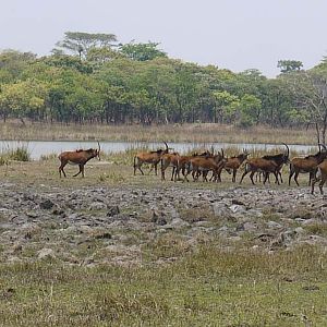 Sable Zambia Wildlife