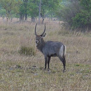 Wildlife Waterbuck Zambia