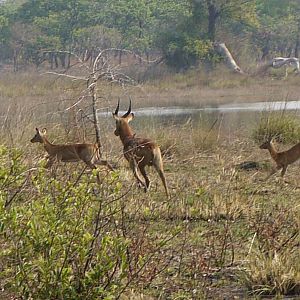 Wildlife Kob Zambia