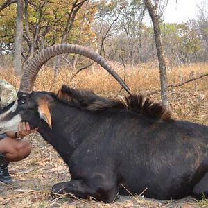 Sable Hunting in Zambia