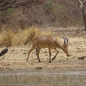 Benin Western Hartebeest WIldlife