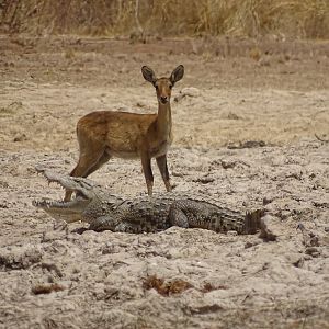 Benin Wildlife Reedbuck