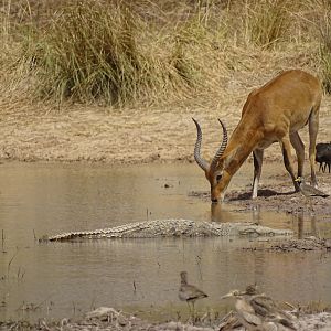 Kob Wildlife Benin