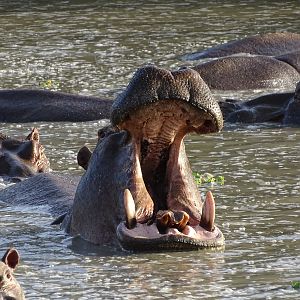 Wildlife Benin Hippo