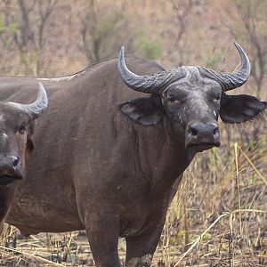 Wildlife Benin West African Savanna Buffalo