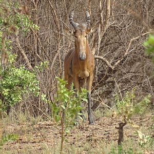 Benin Western Hartebeest WIldlife