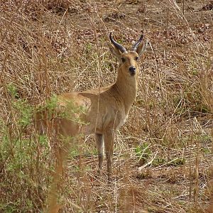 Benin Wildlife Reedbuck