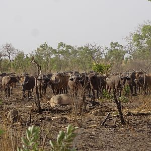 Wildlife Benin West African Savanna Buffalo