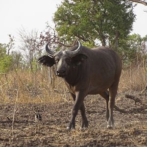 Wildlife Benin West African Savanna Buffalo