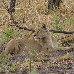 Lion Benin Wildlife