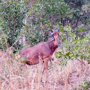 Benin Western Hartebeest WIldlife