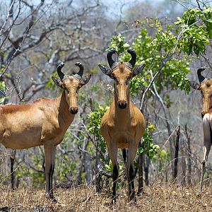 Lichtenstein's Hartebeest Zambia Wildlife