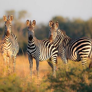 Wildlife Zambia Zebra