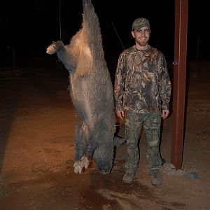 Hog Hunting