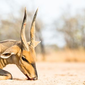 Benin Hunt Harnessed Bushbuck