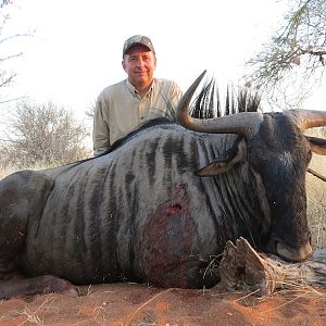 Blue Wildebeest Hunting Nambia
