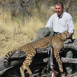 Cheetah Hunting in Namibia