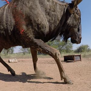 Blue Wildebeest Reverse GoPro angle bow shots