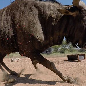 Blue Wildebeest Reverse GoPro angle bow shots