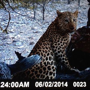 Nambia Trail Cam Leopard