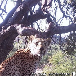 Trail Cam Leopard Nambia