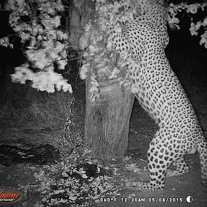 Nambia Leopard Trail Cam