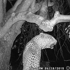 Trail Cam Leopard Nambia