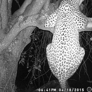 Nambia Leopard Trail Cam