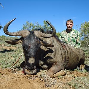 South Africa Blue Wildebeest Hunting