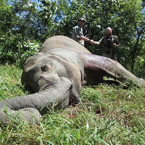 Hunting Zimbabwe Tuskless Elephant