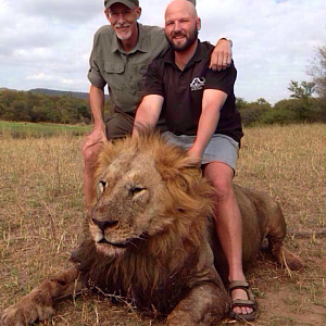 Zimbabwe Hunting Lion